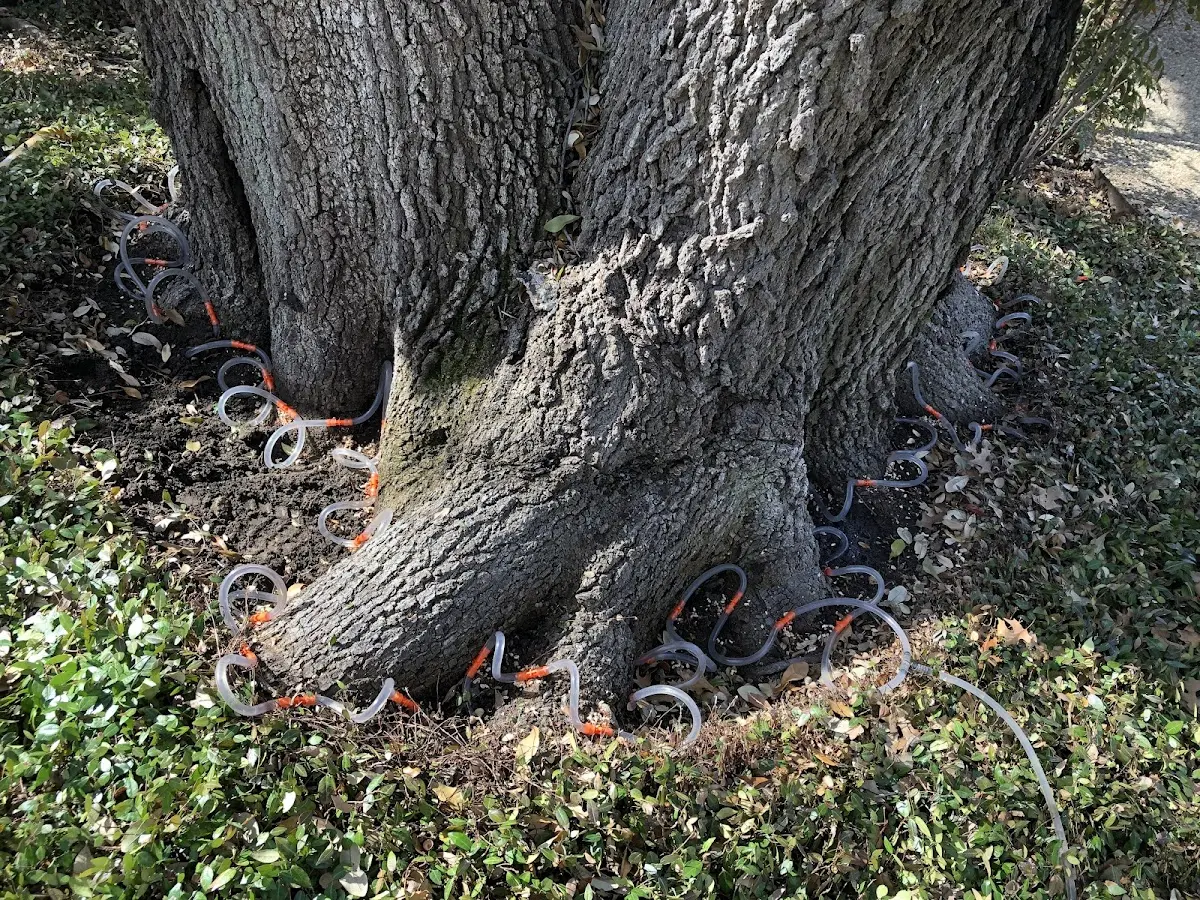 Detailed Tree Cabling and Bracing job site in Yosemite National Park