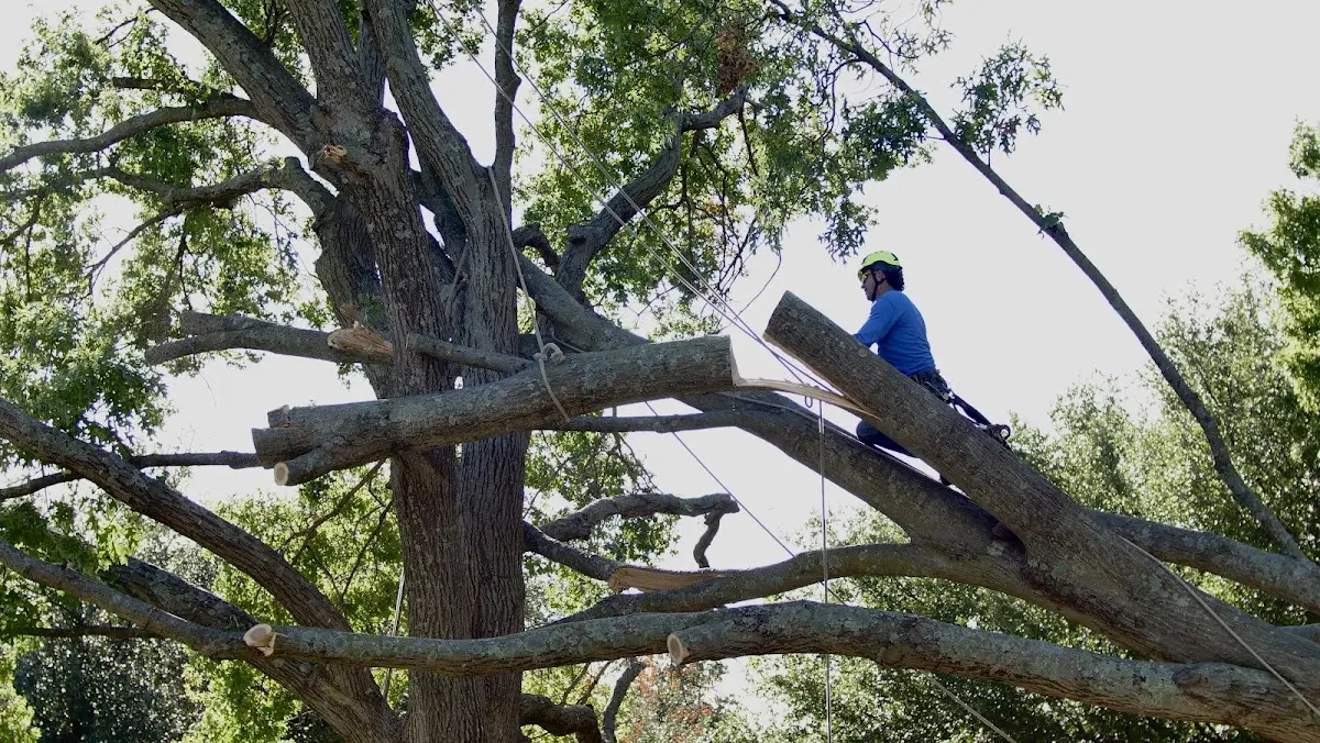 Professional Crown Thinning performed by certified arborists in Yosemite National Park