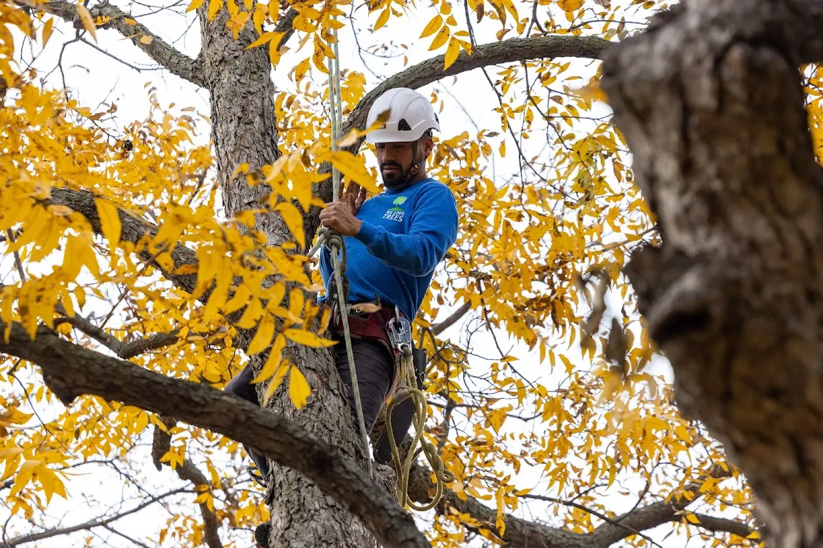 Skilled Tree Pruning crew working in Yosemite National Park